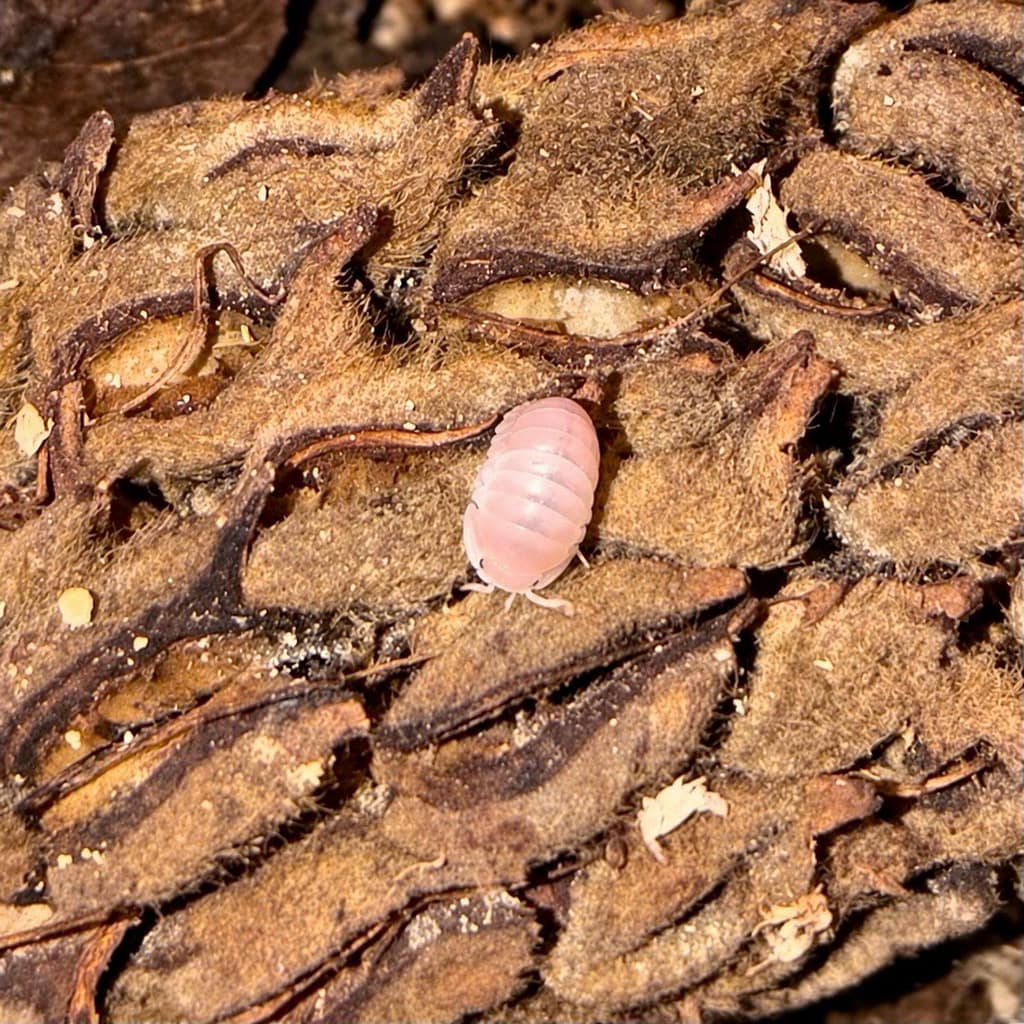 Beautiful pastel pink Pink Panda isopod, the newest addition to Honey's Pretty Little Creatures