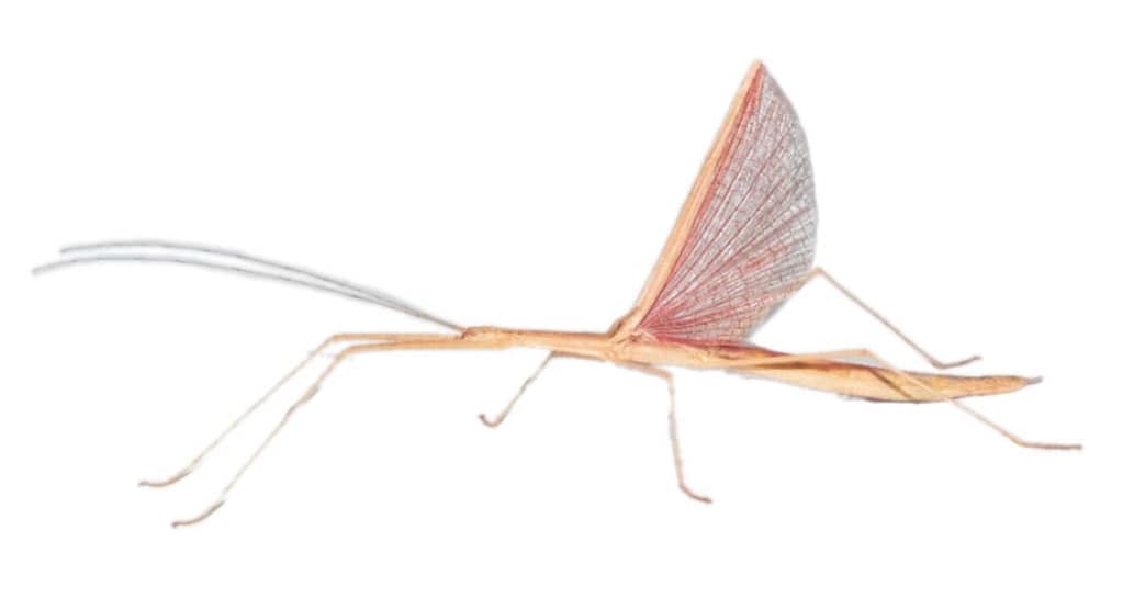 Pink-winged stick insect from Honey's Pretty Little Creatures