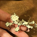 Halo, my female lichen morph Extatosoma tiaratum