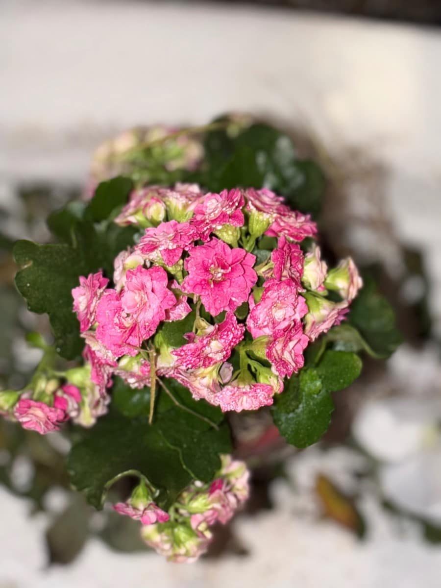 IMG_2778