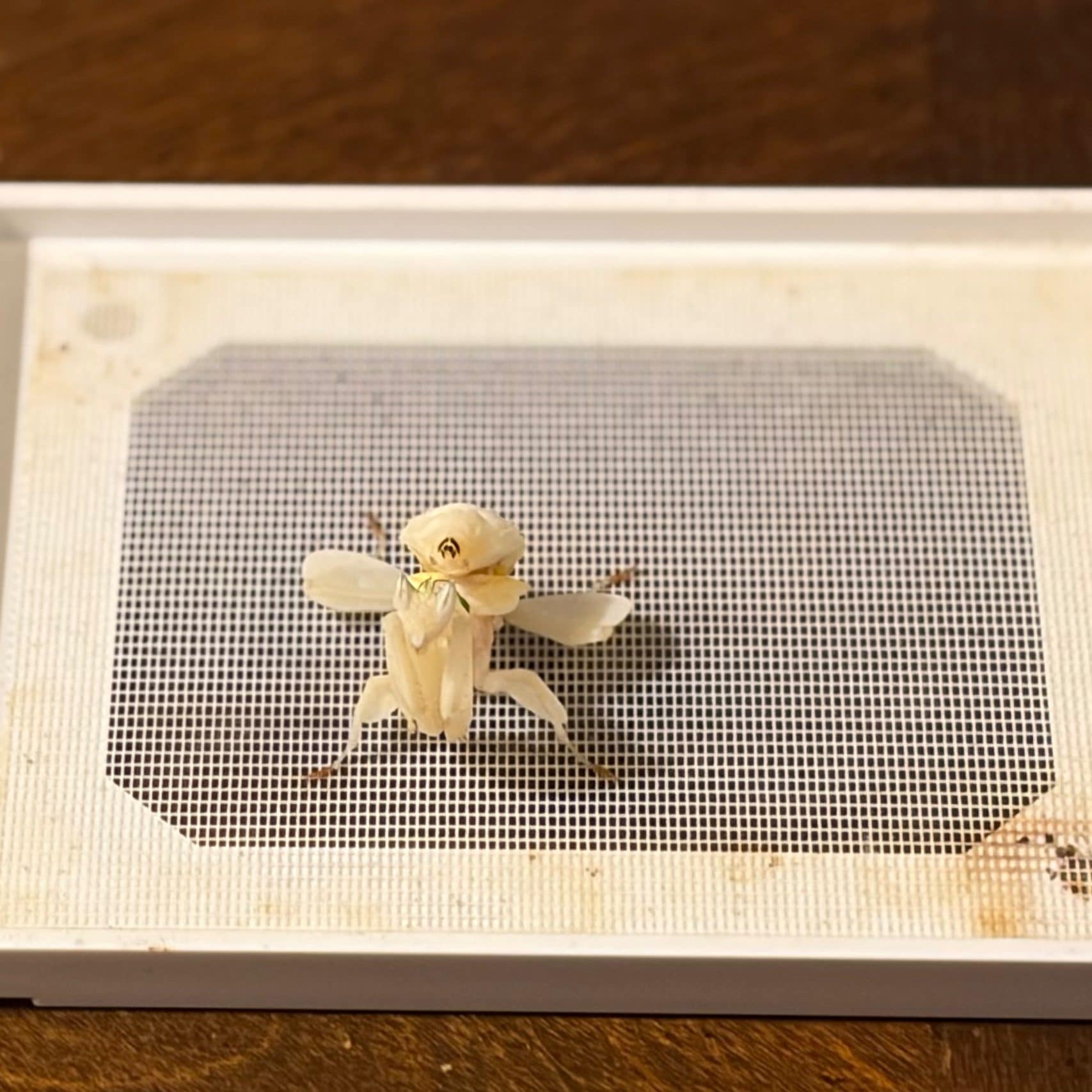Meadow, my beautiful orchid mantis, getting ready for her adult molt