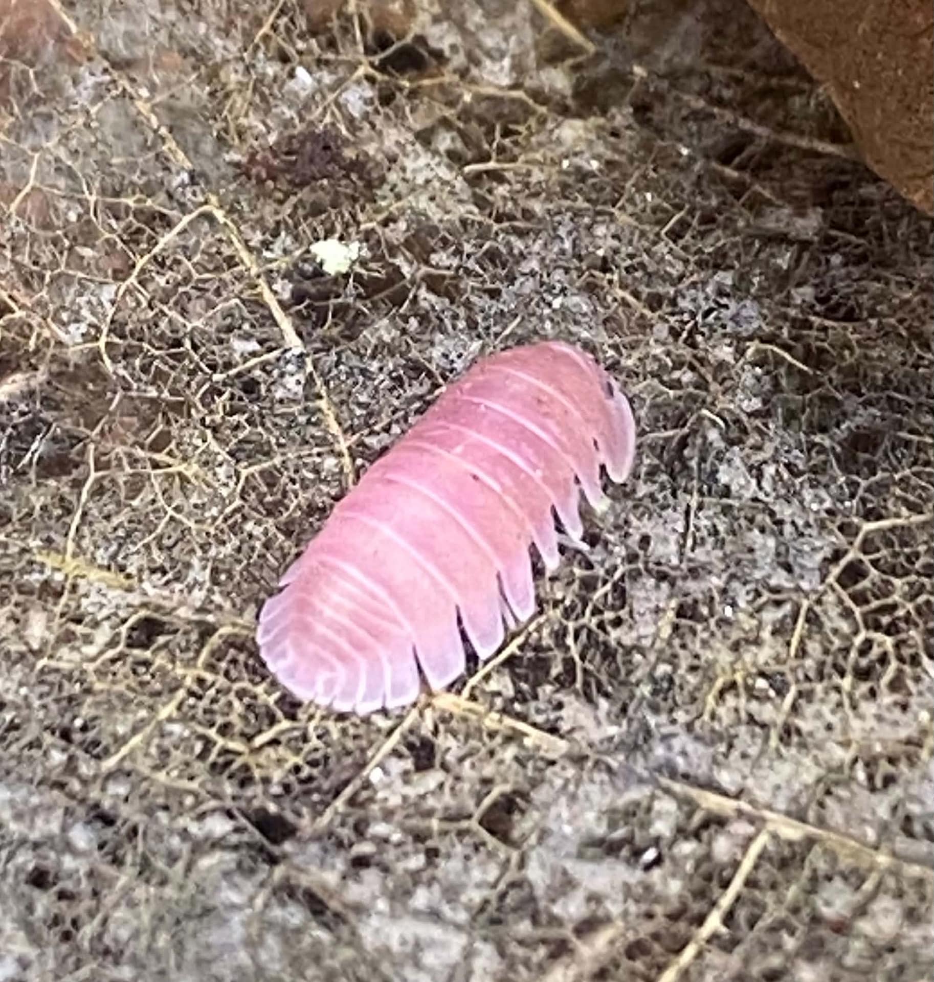 Cherry Blossom Isopods - The Crustacean Corner